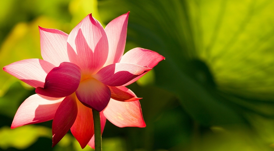 Biodiscipline, i corsi LAFONTE si presentano a porte aperte